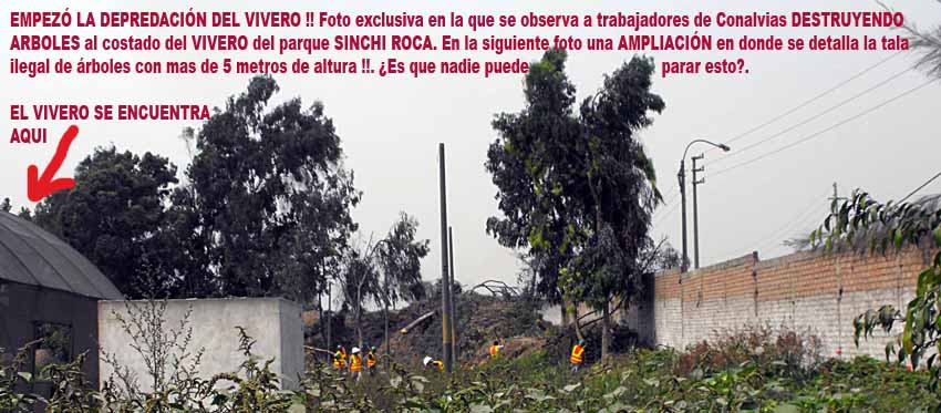 Pescados infragantis. Obreros de la Municipalidad de Lima y del consorcio CONALVIAS que ejecuta las o0bras del metropolitano en el parque Sinchi Roca en plena depredación del bosque